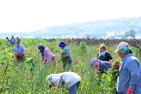 yan görsel